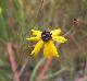 Coreopsis gladiata